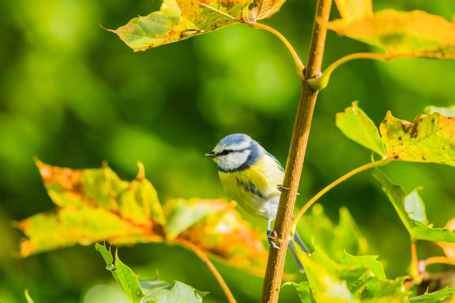 Blaumeise