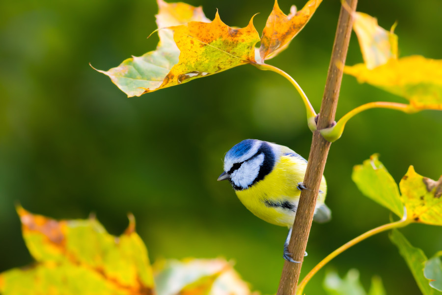 Blaumeise