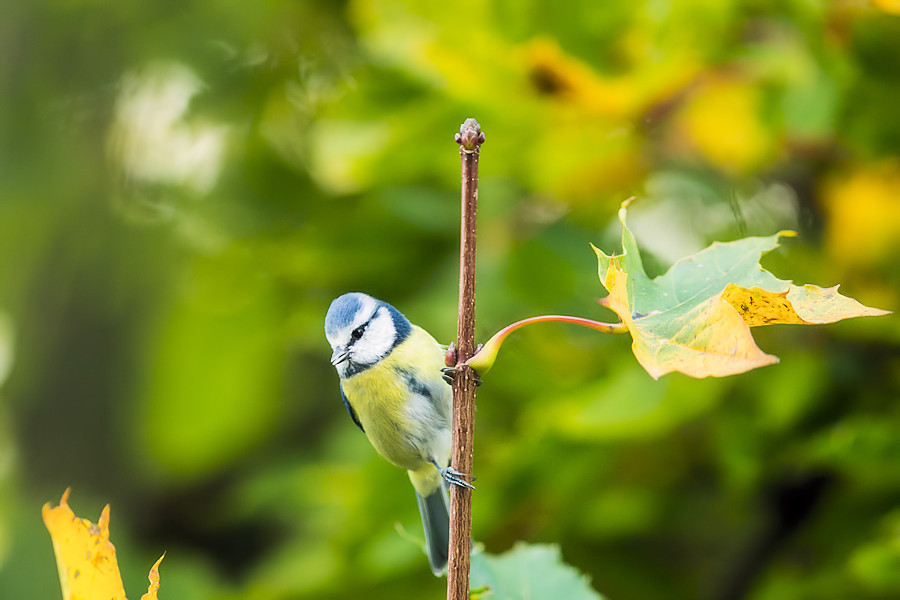 Blaumeise
