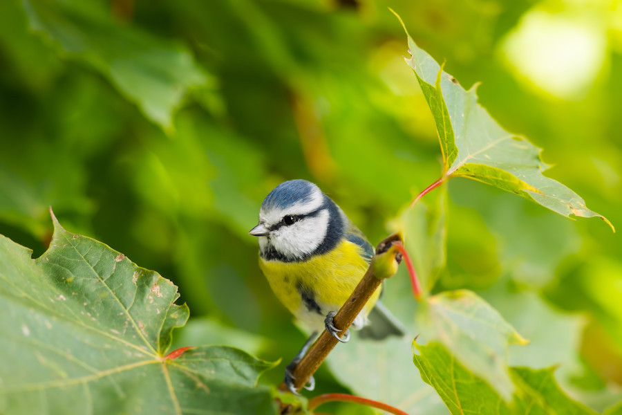 Blaumeise