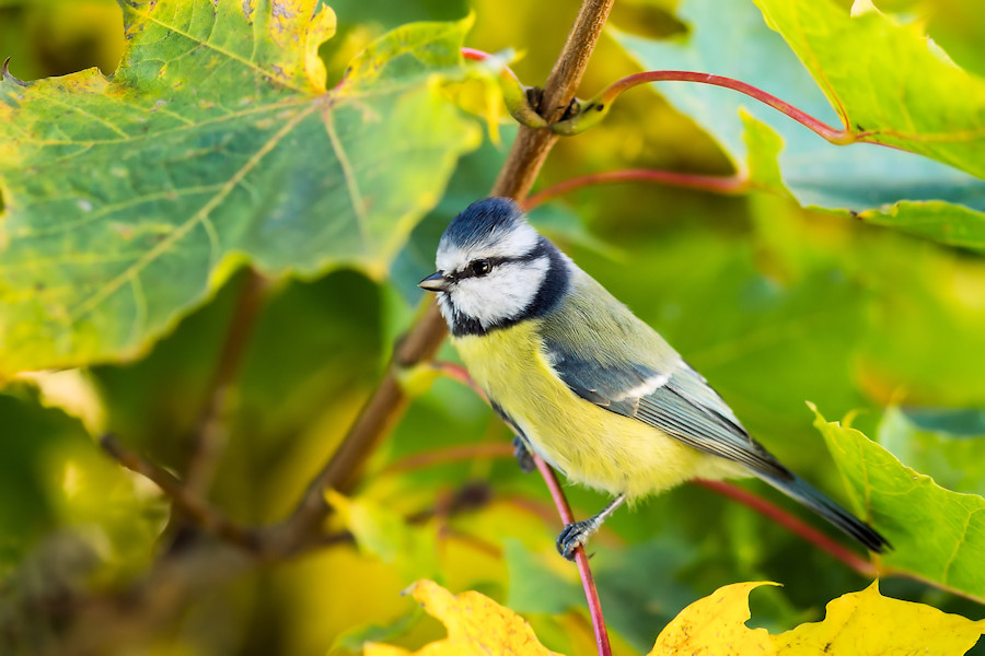Blaumeise
