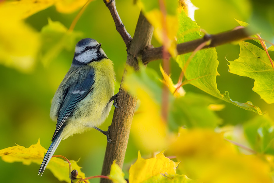 Blaumeise