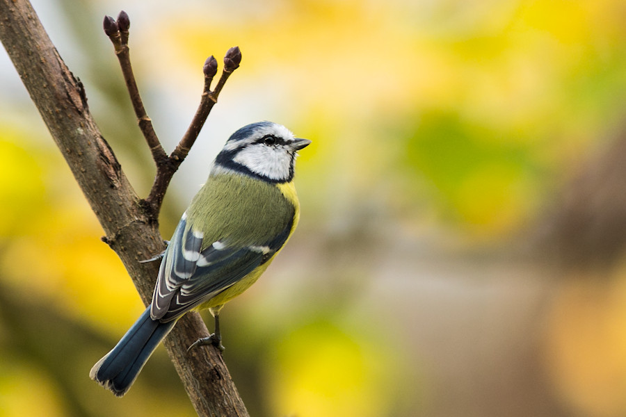 Blaumeise