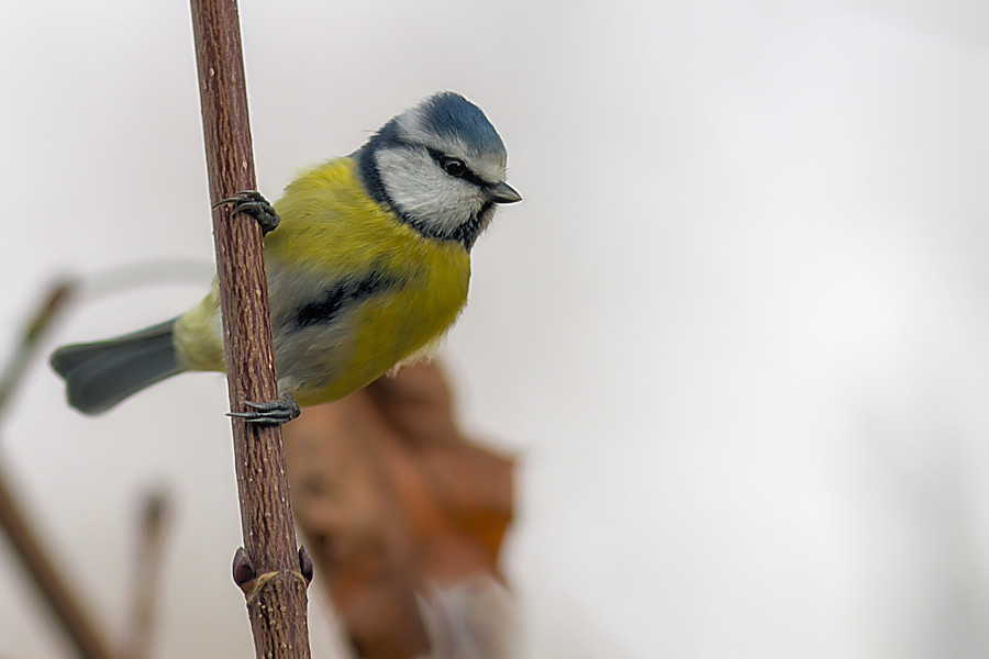 Blaumeise