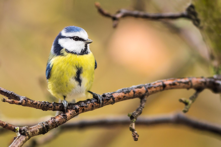Blaumeise