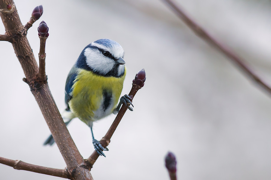 Blaumeise