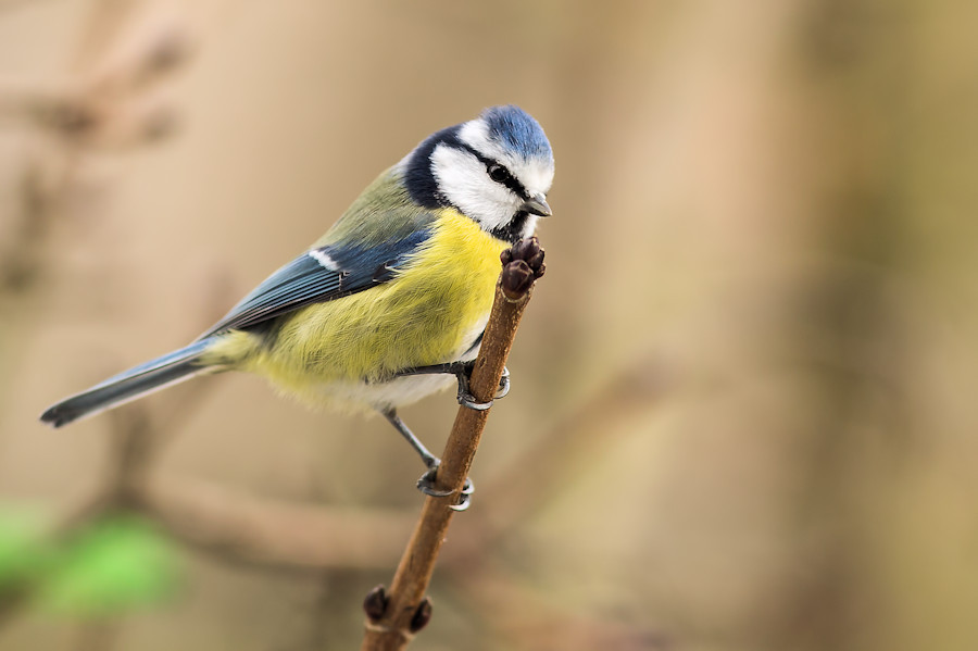 Blaumeise