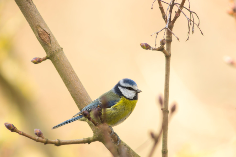 Blaumeise