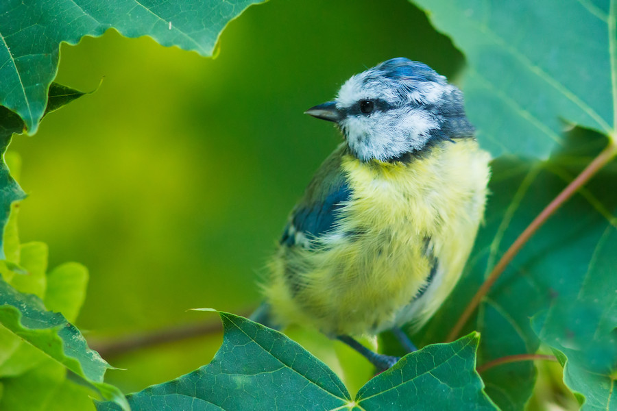 Blaumeise