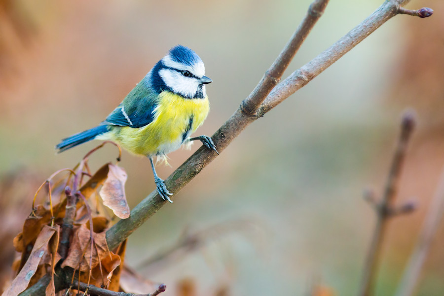 Blaumeise