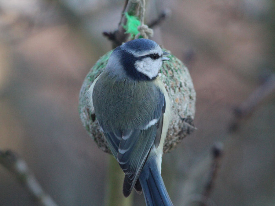 Blaumeise