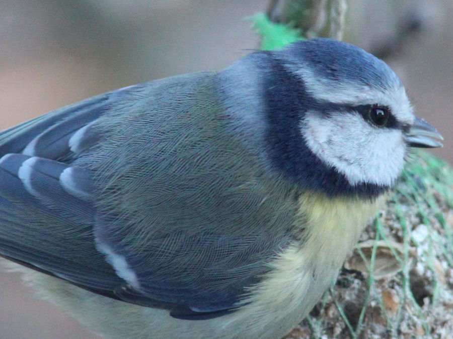 Blaumeise