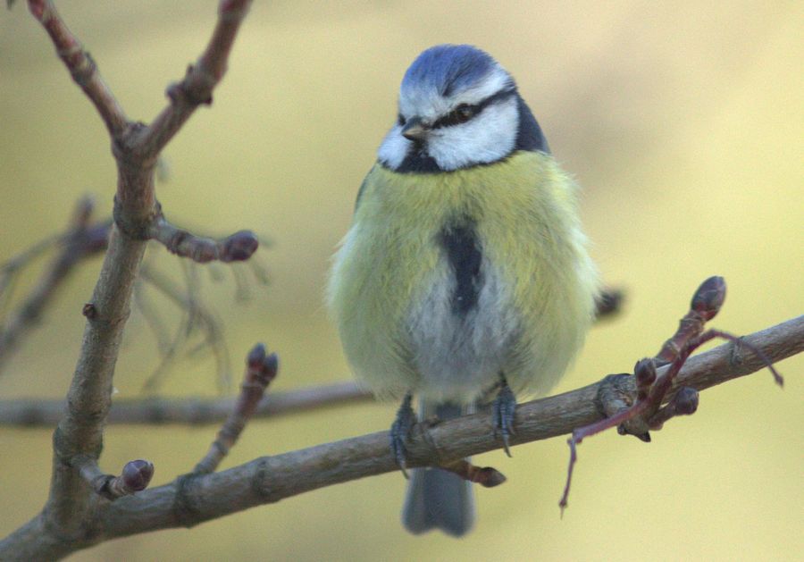 Blaumeise