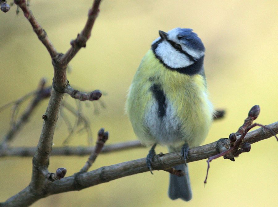 Blaumeise
