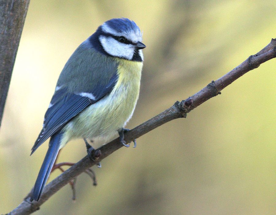 Blaumeise
