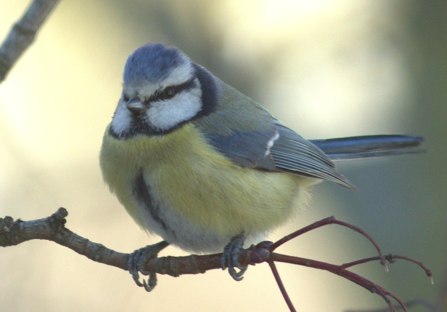 Blaumeise