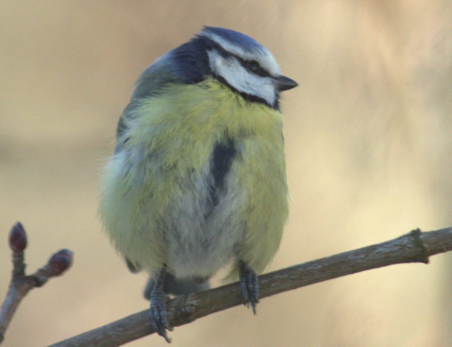Blaumeise