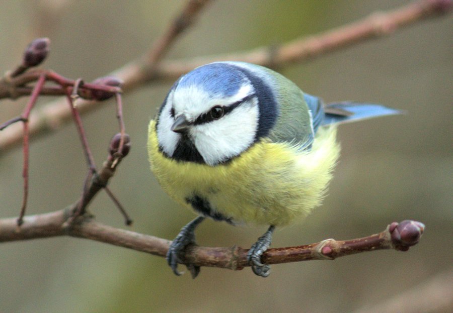 Blaumeise
