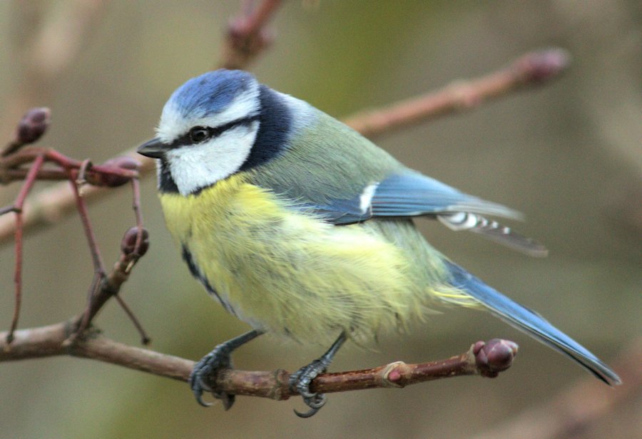 Blaumeise