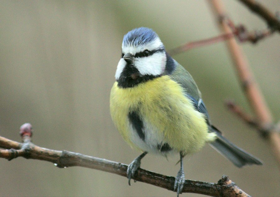Blaumeise