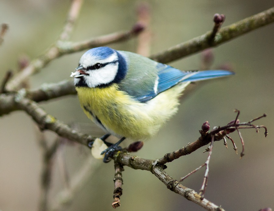 Blaumeise