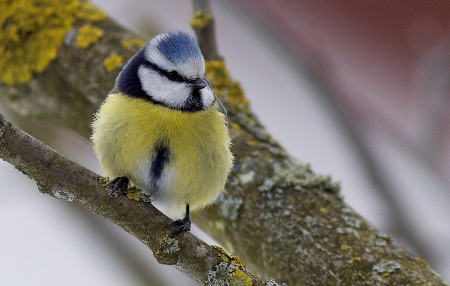 Blaumeise