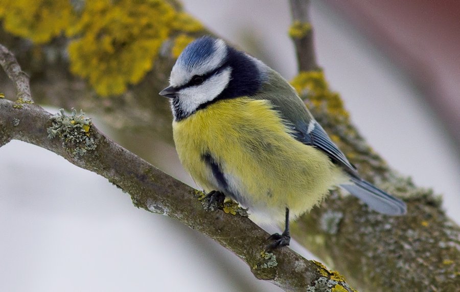 Blaumeise