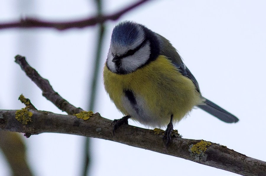 Blaumeise