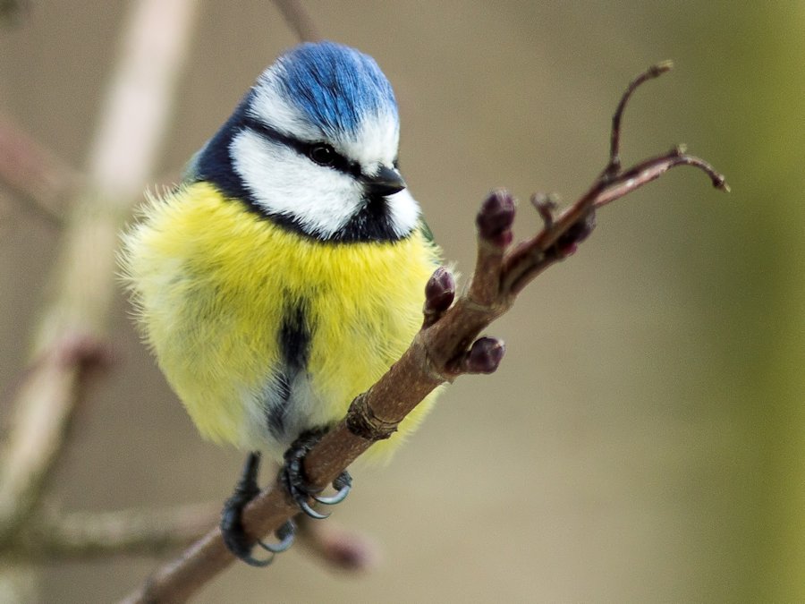 Blaumeise
