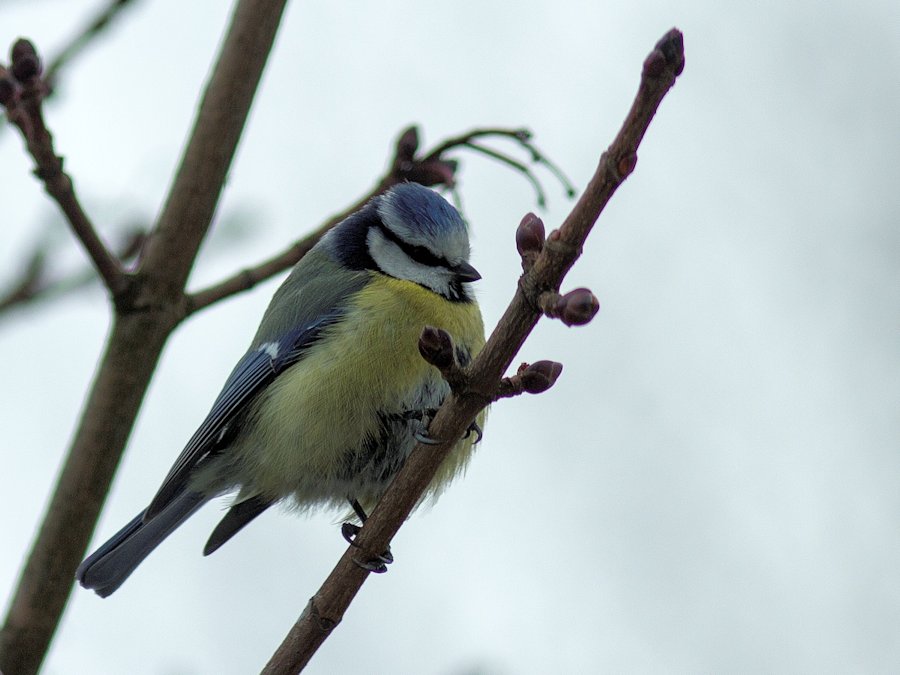 Blaumeise