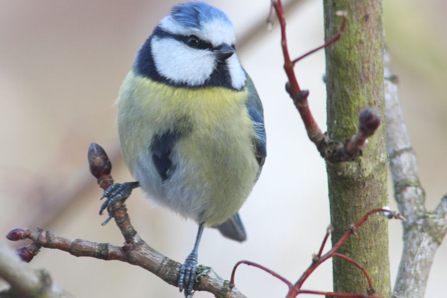 Blaumeise