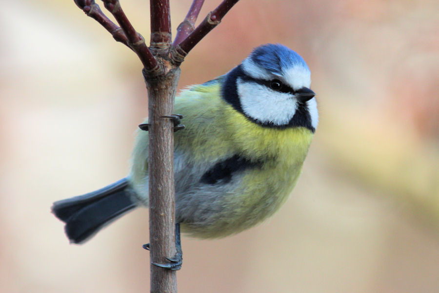 Blaumeise