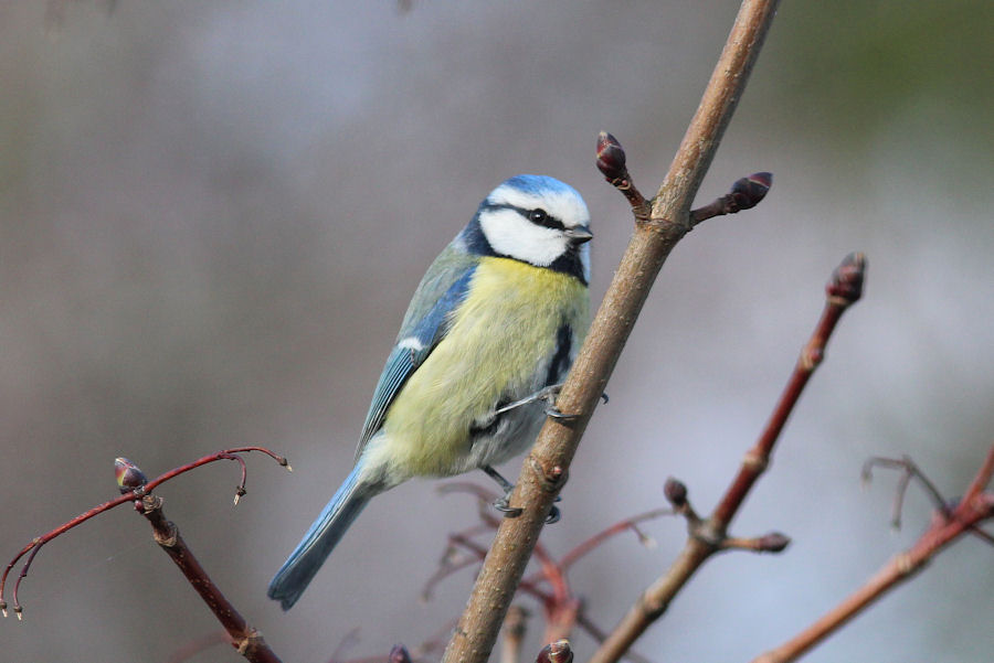 Blaumeise