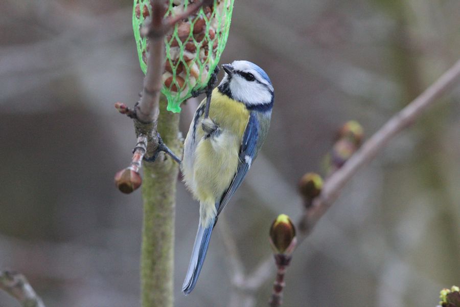 Blaumeise