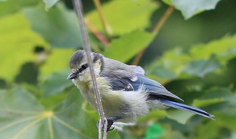 Blaumeise
