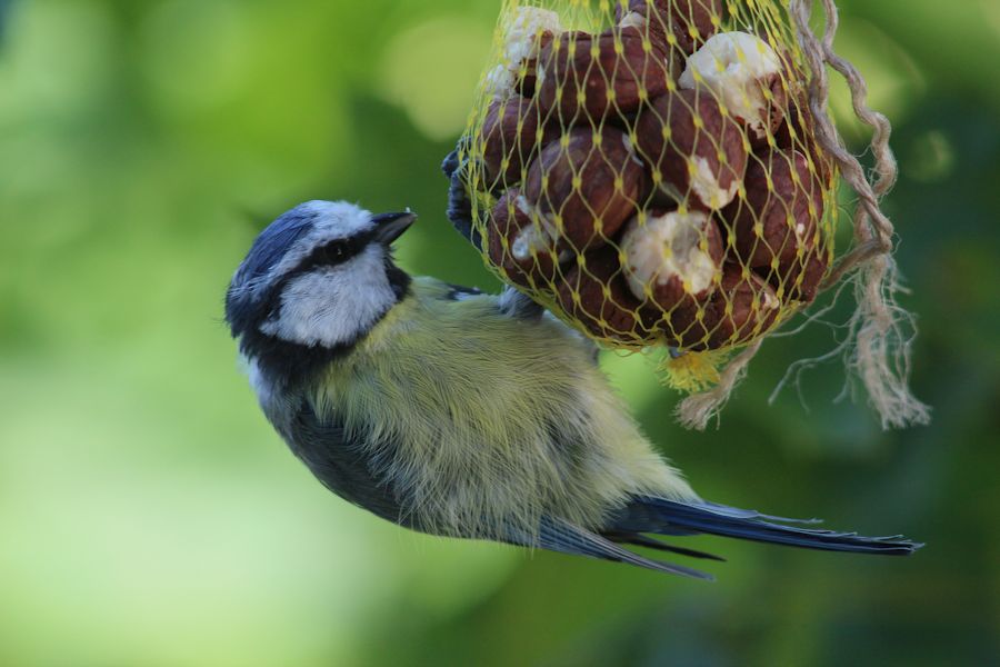 Blaumeise