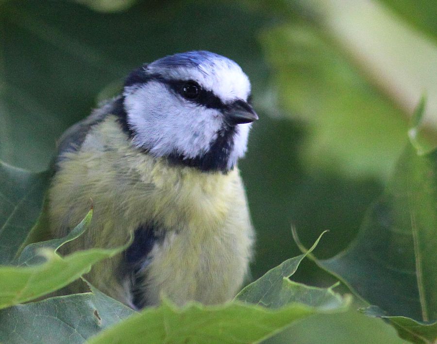Blaumeise
