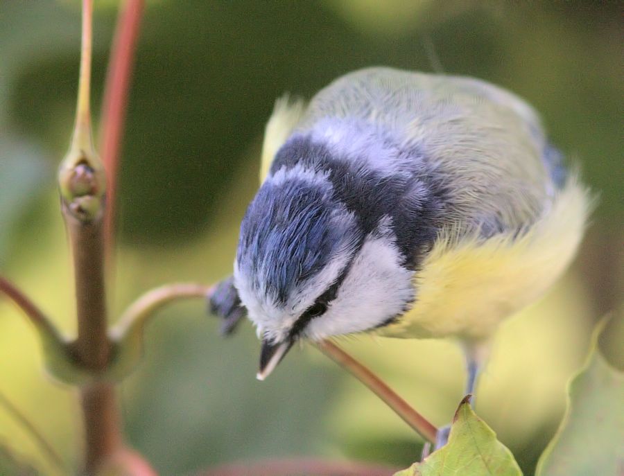 Blaumeise