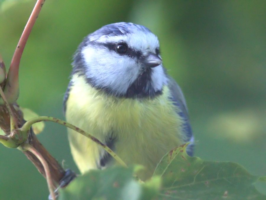 Blaumeise