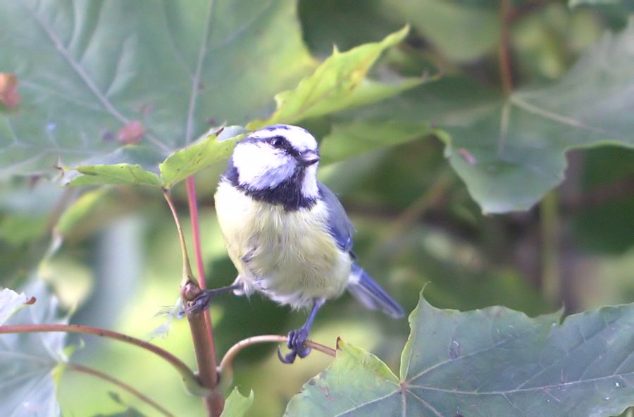 Blaumeise