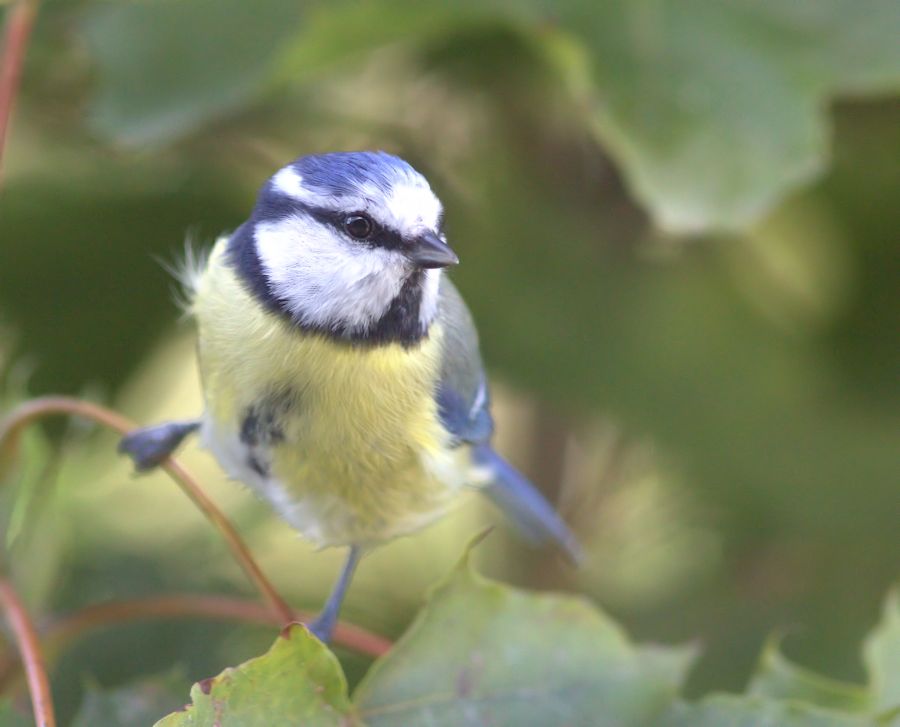 Blaumeise