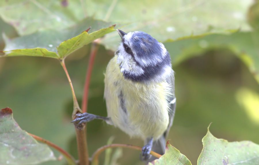Blaumeise
