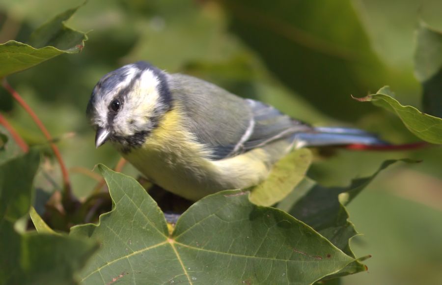 Blaumeise