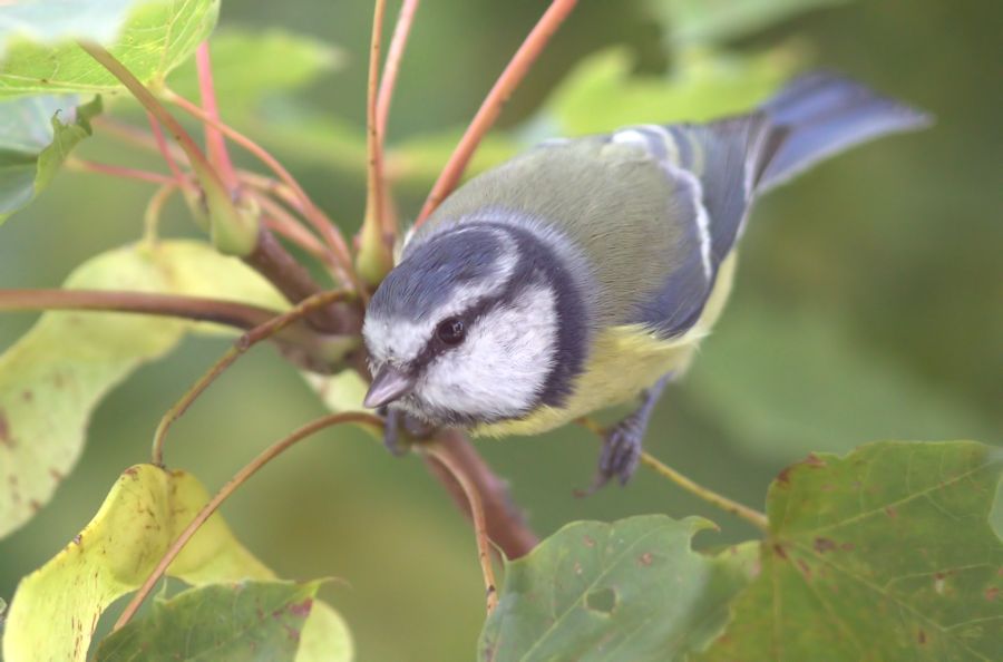 Blaumeise