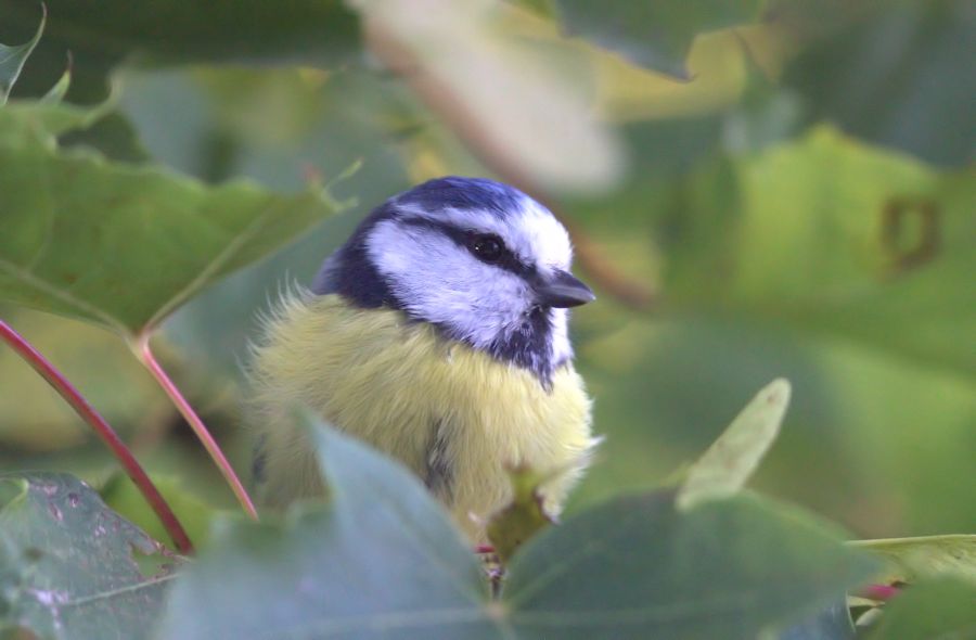 Blaumeise