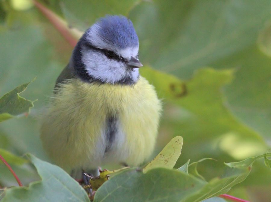 Blaumeise