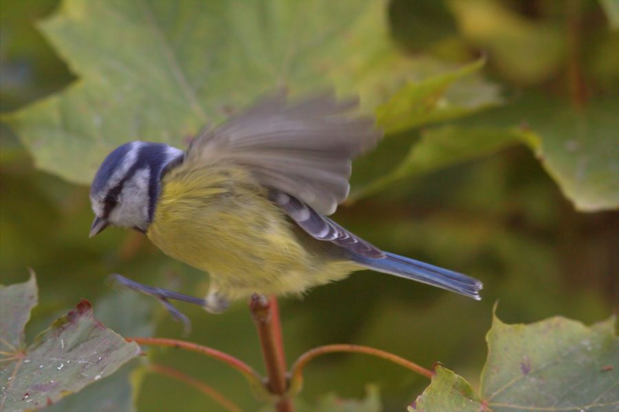 Blaumeise