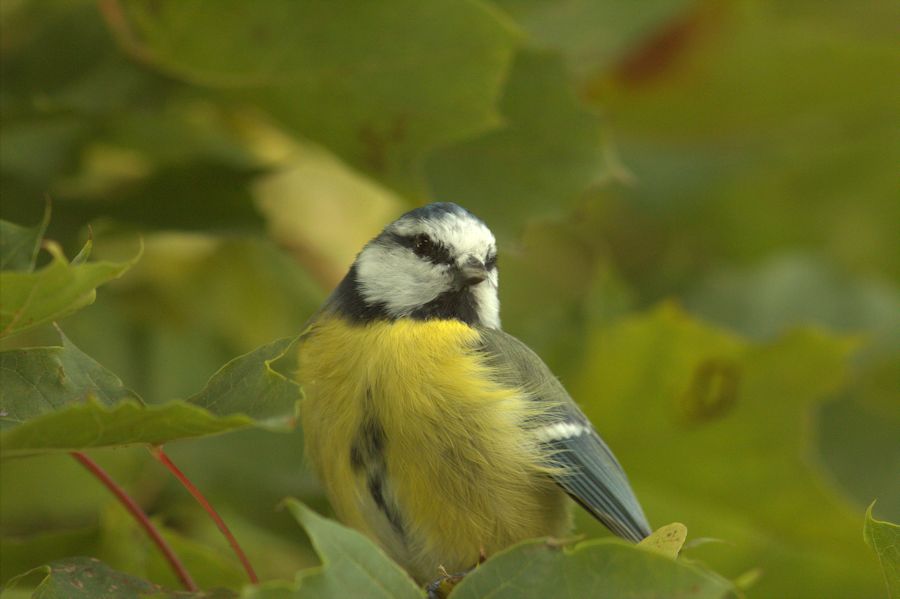 Blaumeise