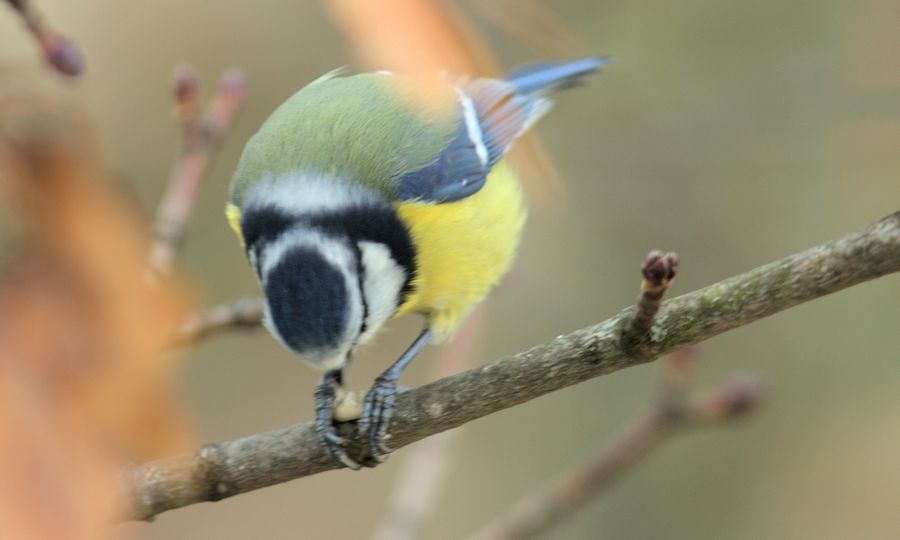 Blaumeise