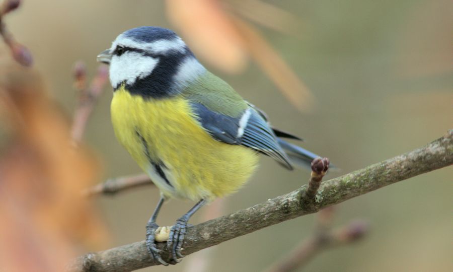 Blaumeise